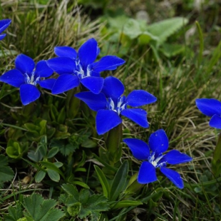 Gentiana verna pontica